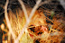 DSC_0226.JPG