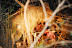 DSC_0235.JPG