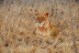 DSC_0298.JPG