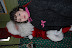DSC_0236.JPG