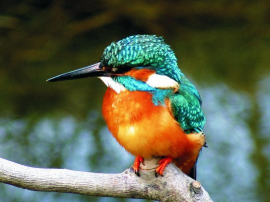 Kingfisher Kingfisher