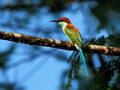  Blue Throated Bee-Eater 