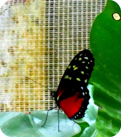 [butterfly[3].jpg]