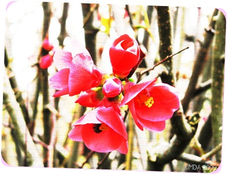 printemps
