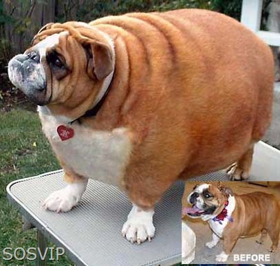 [Animais Obesos - Fat Animals (1) (407 x 387)[7].jpg]