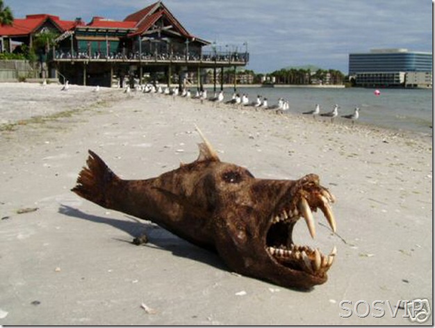 mummyfied-sea-monster