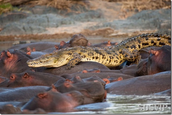 hippo-attacked-the-crocodile Crocodilo atacado Hipopótamo.jpg (4)