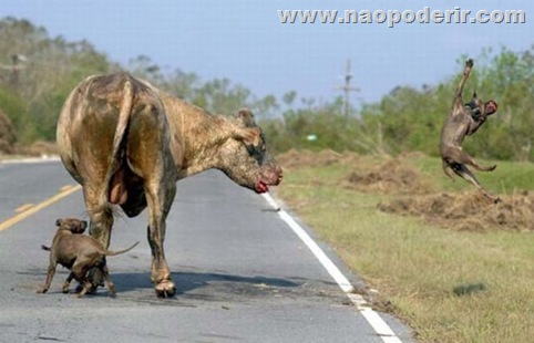 ptibulls_vs_bull_01