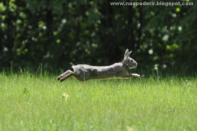 animais (35)