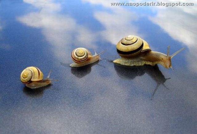 animais (42)