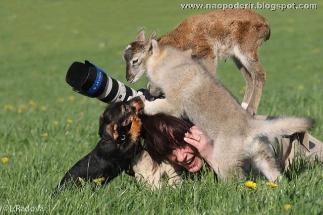 animais (9)