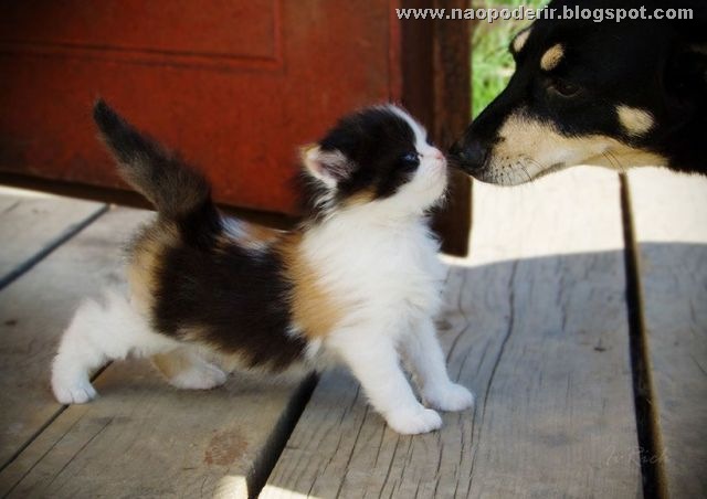 animais (14)