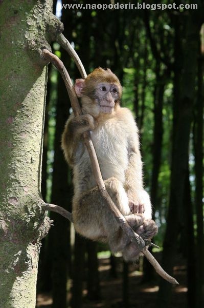 animais (20)