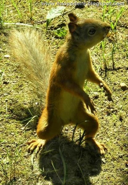 animais (21)