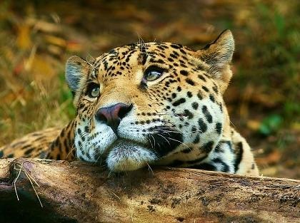 [jaguar_pensando-1694[4].jpg]