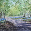 Spring Dinefwr woods 2 Spring Dinefwr woods 2