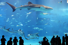 Kuroshio Sea