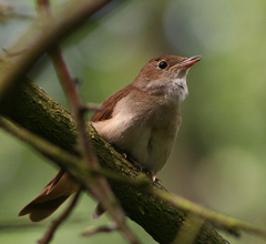 Nightingale