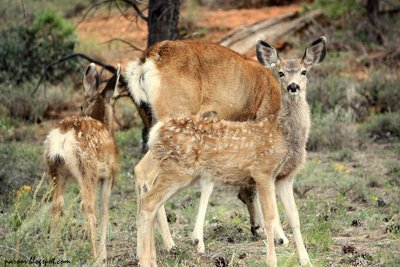 Deer group- Zion  Canyon National park