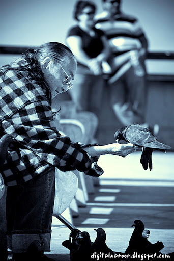 Venice Beach California Bird feeding - Ratish Naroor Digital Photography