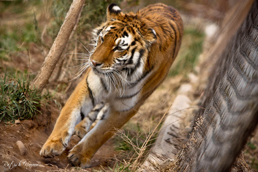 Utah Hogle zoo Siberian tiger