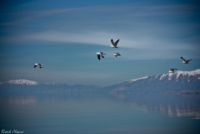 Birds -Antelope Island wallpaper pictures