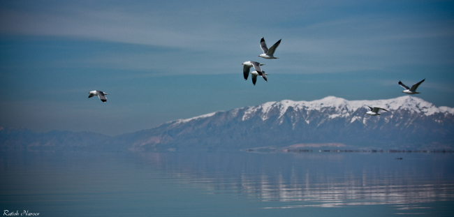 Birds -Antelope Island scenic pictures