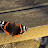 DSCF9737.JPG