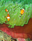  underwater