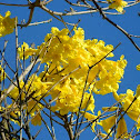 Ipe Amarelo