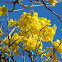 Ipe Amarelo