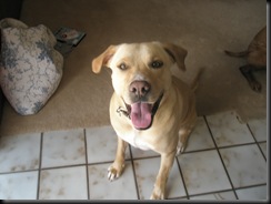 founddog33010