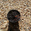 Transplanted Drooping She-oak - Allocasuarina verticillata