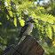 Kookaburra