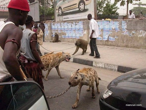 人家非洲人的宠物真是酷啊 这是豺吧，有这样的宠物是不是很酷，还有狒狒,口罩,狒狒,豺,野狗,铁链