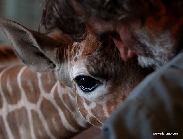 动物园的小宝宝们-强烈推荐 小长颈鹿和人依依不舍,长颈鹿