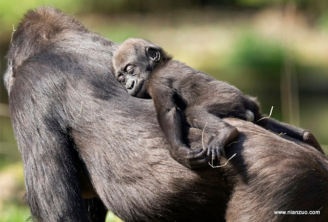 动物园的小宝宝们-强烈推荐 山地黑猩猩安详的睡在母亲的后背上,黑猩猩