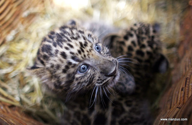 动物园的小宝宝们-强烈推荐 没了妈妈的小豹子很害怕