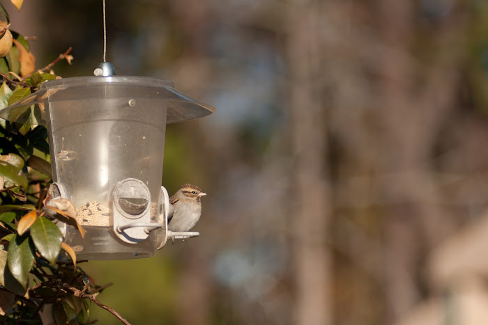 IMAGE: http://lh5.ggpht.com/_YnKXlWOhGOE/TSnaL1tIZTI/AAAAAAAA-wo/Rve1IhsZYT8/s700/IMG_0506.jpg