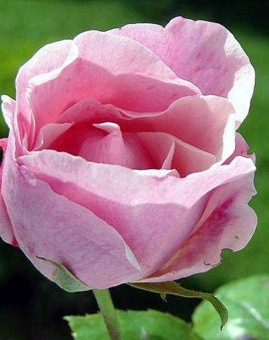 [Rosa damascena[3].jpg]