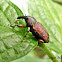 Weevil