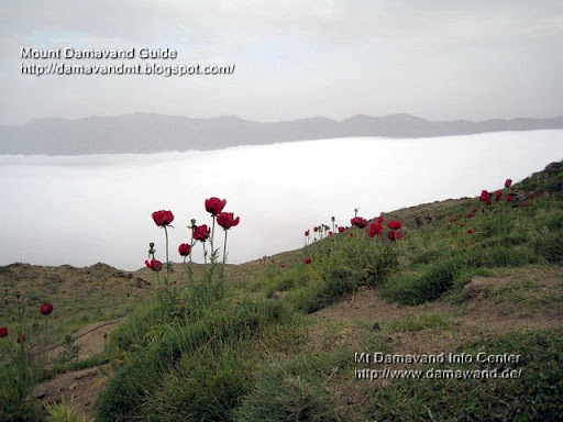 abali