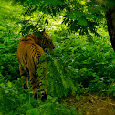 Bengal Tiger