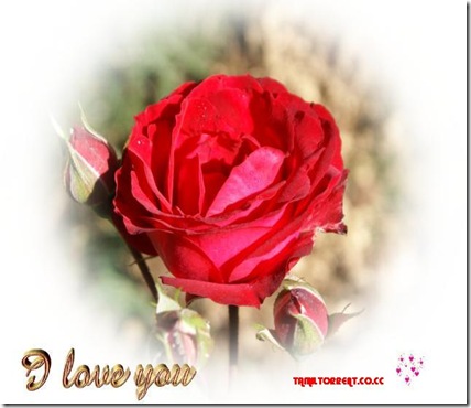 red_rose_I_love_you_wallpaper_ecard-dsc00743