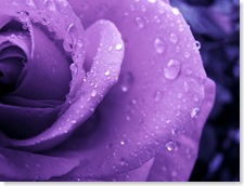 purple-rose-by-bpbp-on-flickr