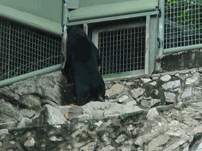 [bear[2].gif]