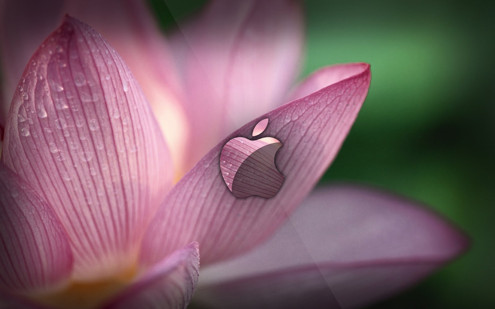 [Lotus Dark[1].jpg]