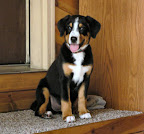 lg_entlebucher_mountain_dog31.jpg