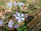 DSCF0853.JPG
