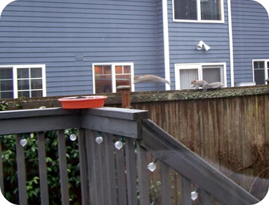 squirrels